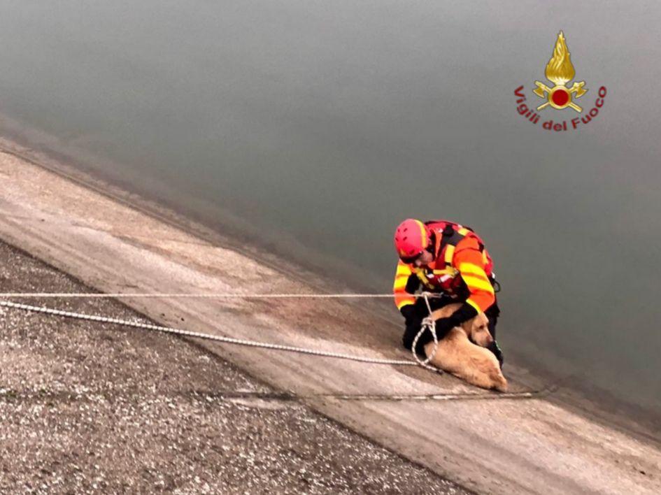 vigili del fuoco cani salvataggio