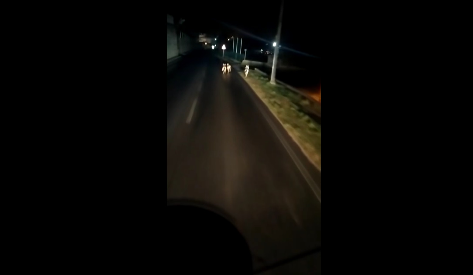 Lupi a Lugo di Valpantena