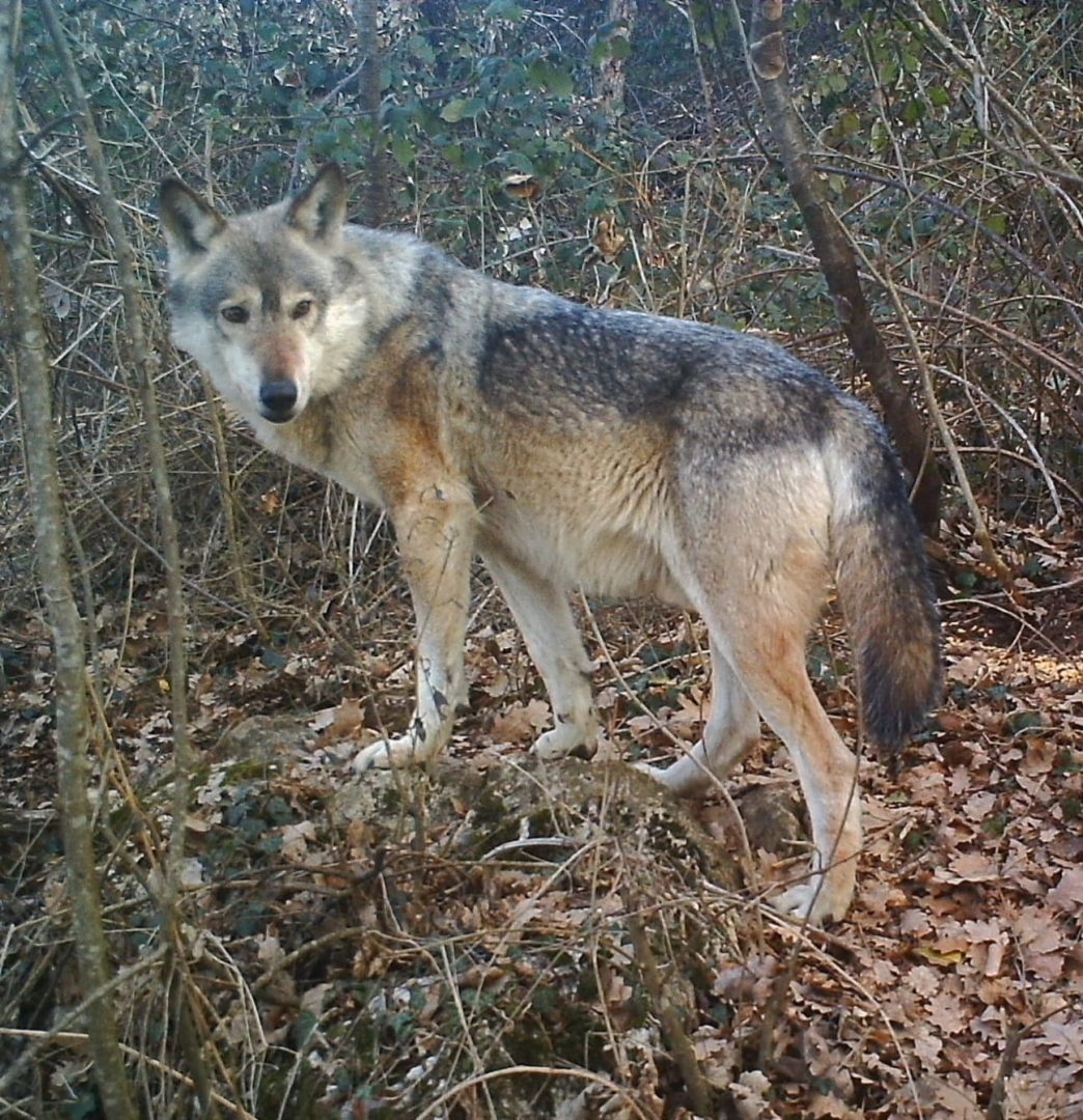 Lupo Slavc (capostipite del "Branco Lessinia")