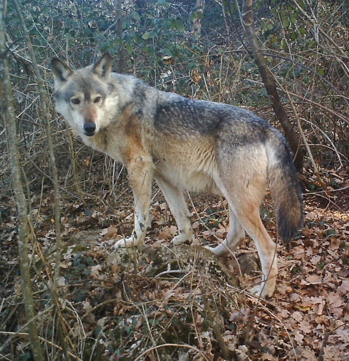 Lupo Slavc (capostipite del "Branco Lessinia")