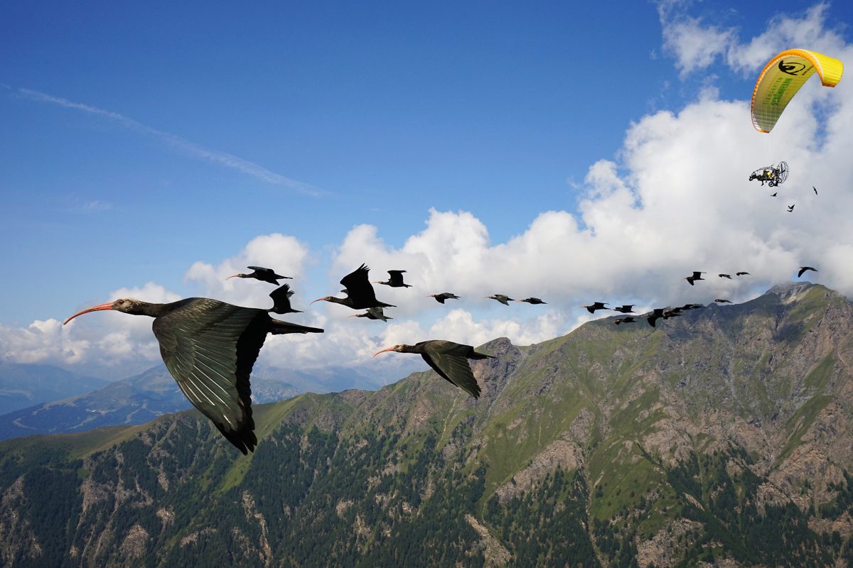 ibis eremita migrazione