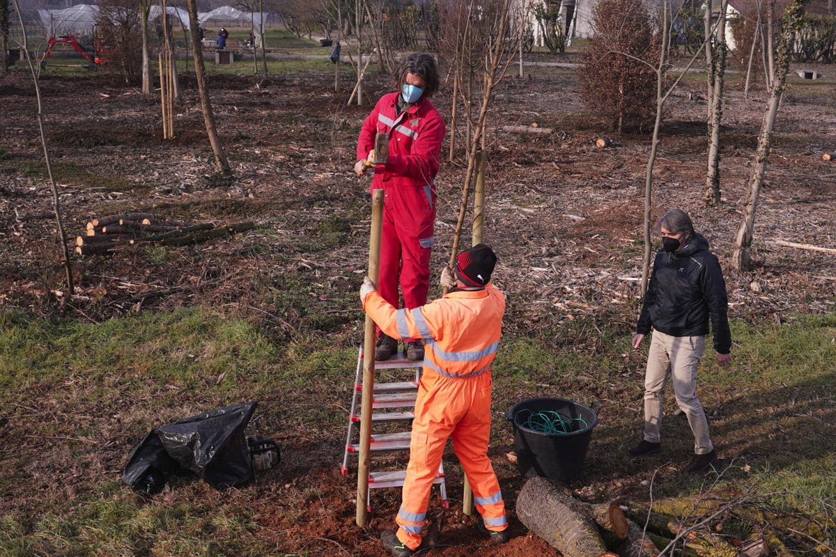 Riforestazione urbana Verona strada Le Grazie
