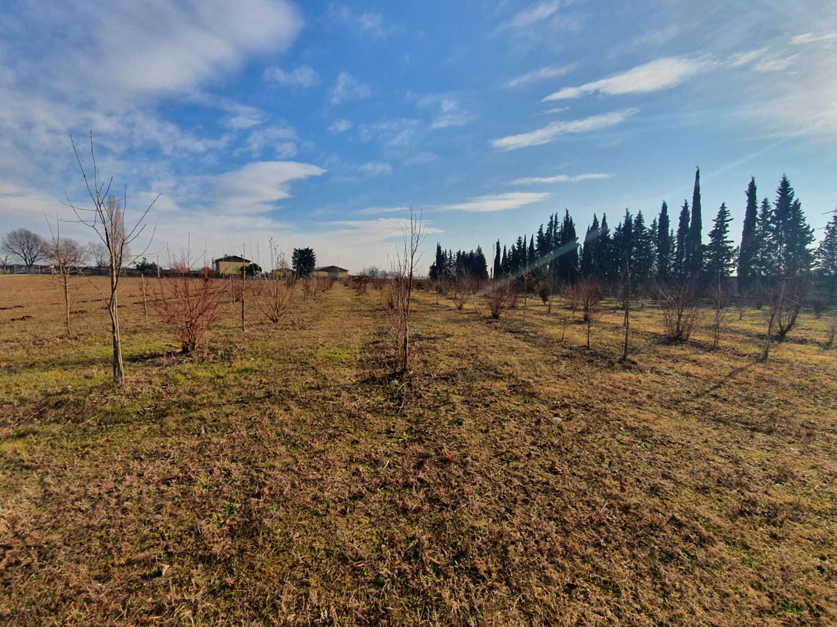 Riforestazione urbana Verona strada Le Grazie