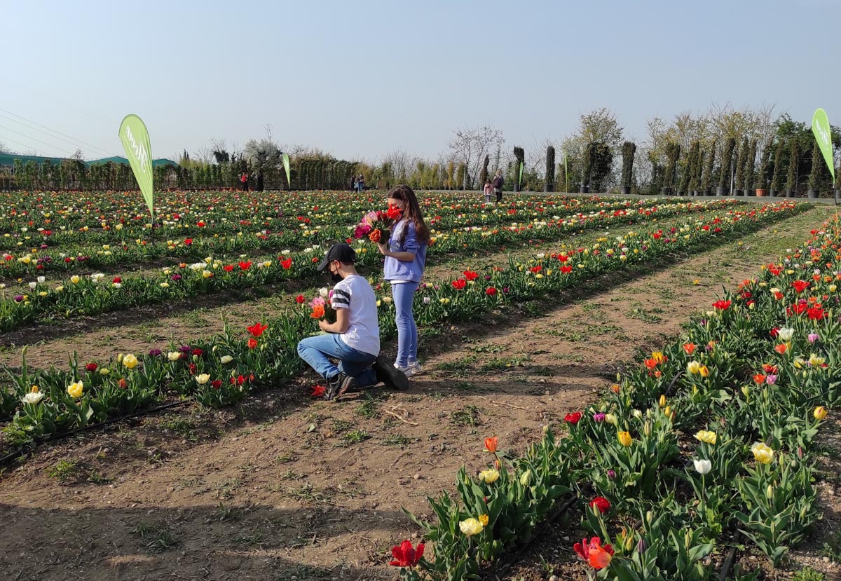 Tulipani Bussolengo Flover