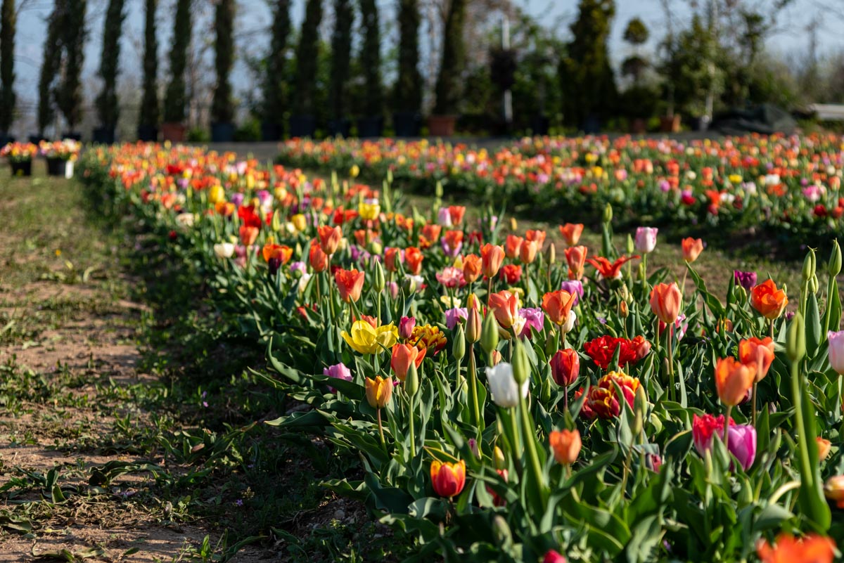 Tulipani Bussolengo Flover