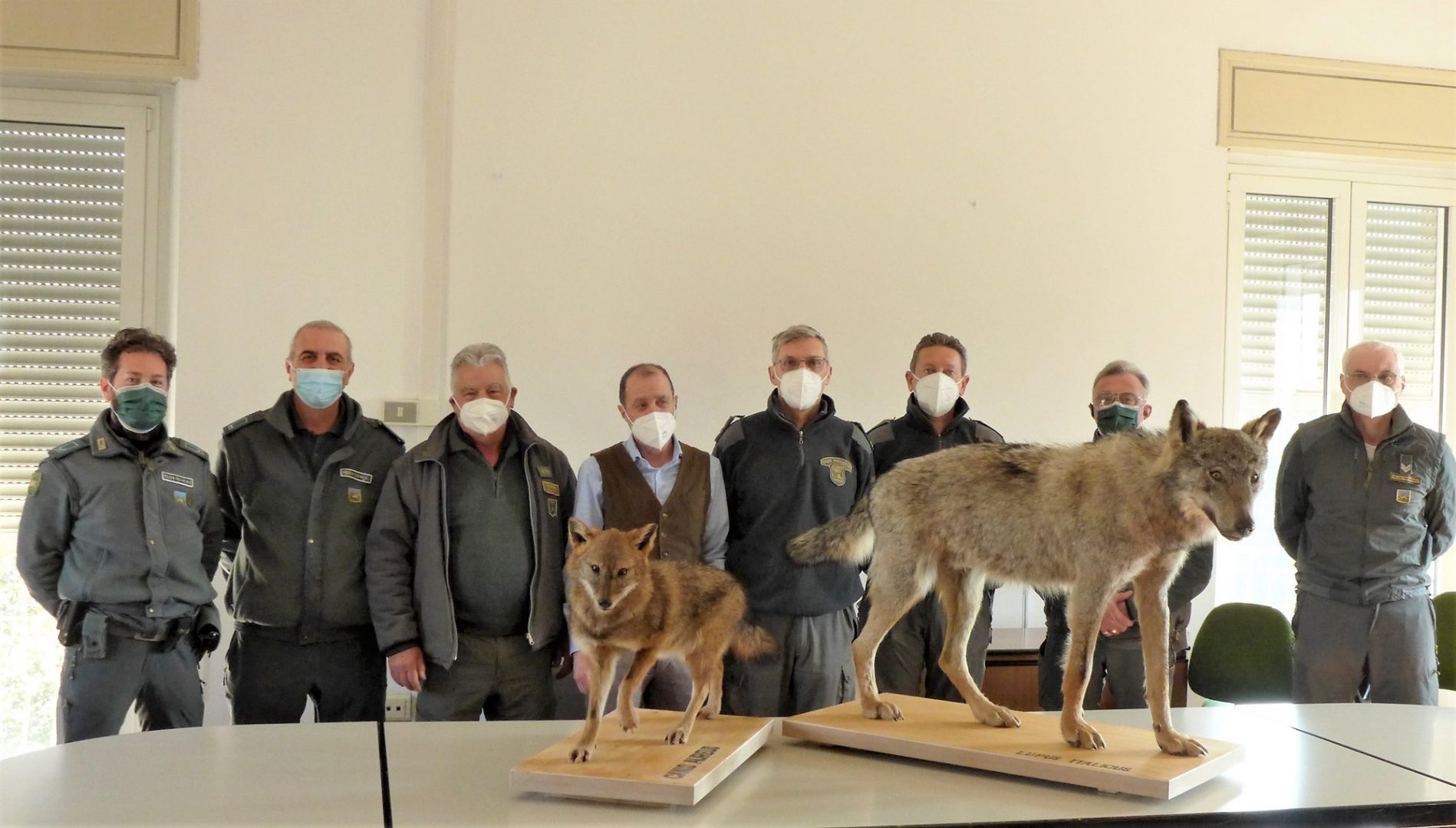 sciacallo dorato tassidermizzato lupo