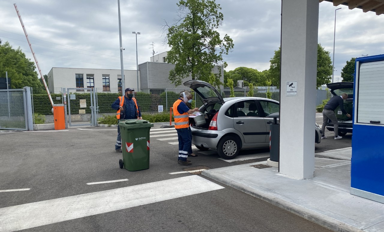 Amia verde domestico