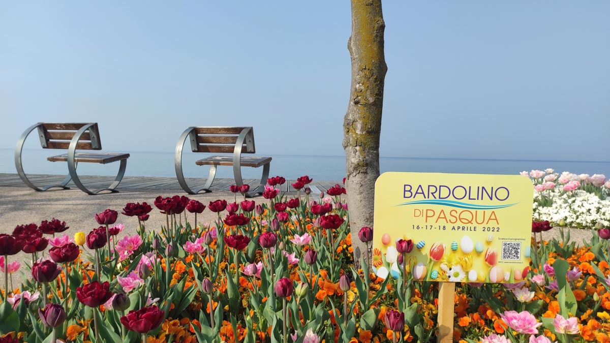 Bardolino tulipani