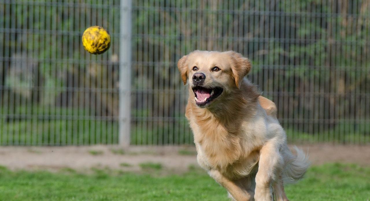 Cane Parti con la zampa giusta educatore cinofilo labrador golden retriever