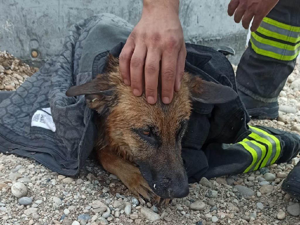 Pastore tedesco caduto - Vigili del fuoco