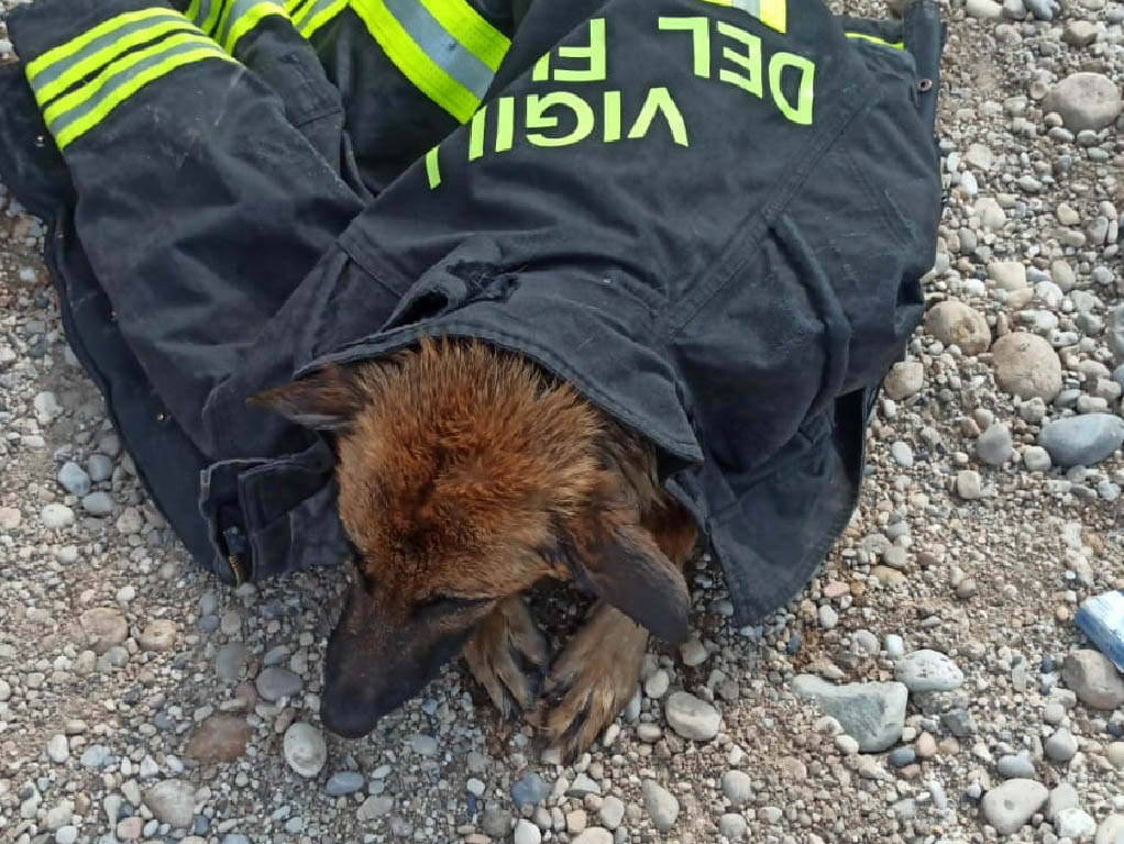 Pastore tedesco caduto - Vigili del fuoco