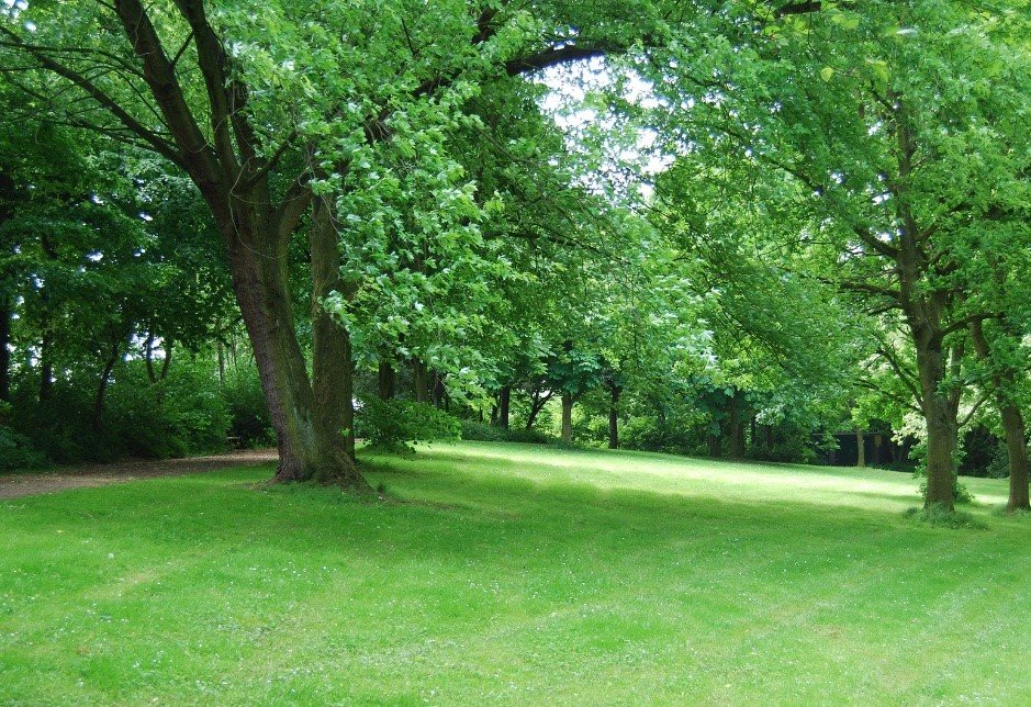 Piante ambiente verde