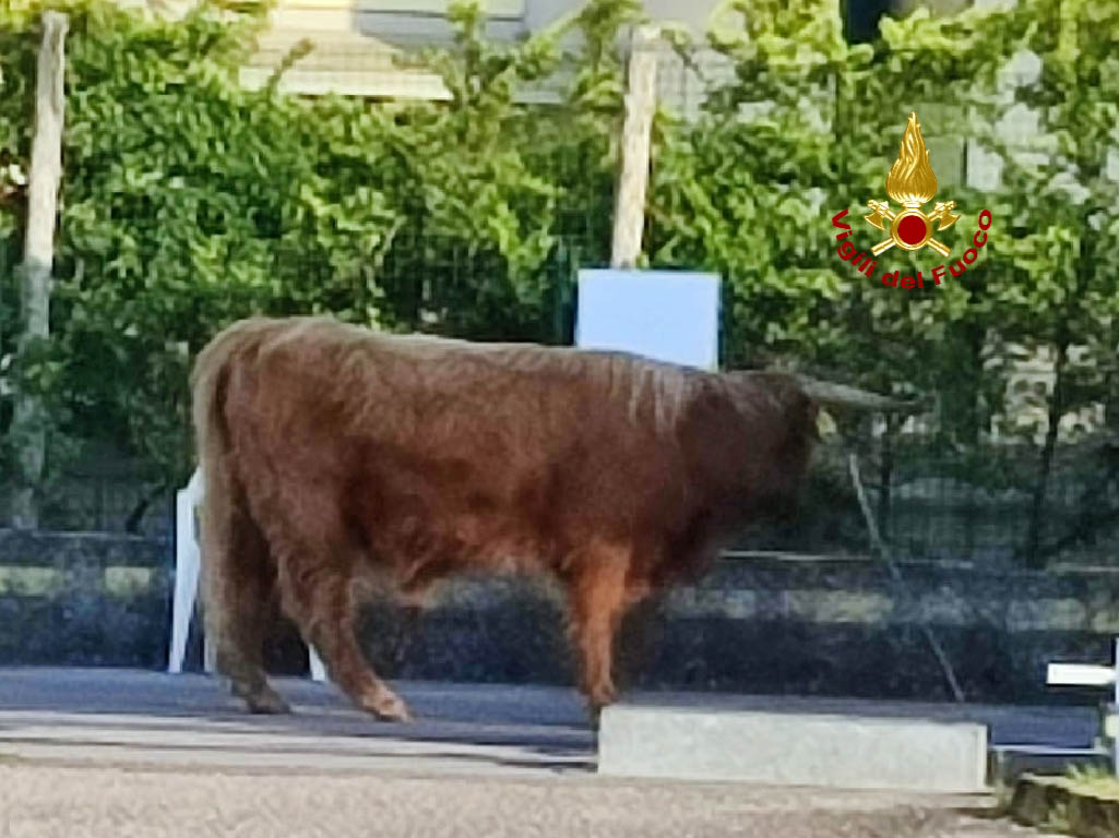 Toro Lazise vigili del fuoco (2)