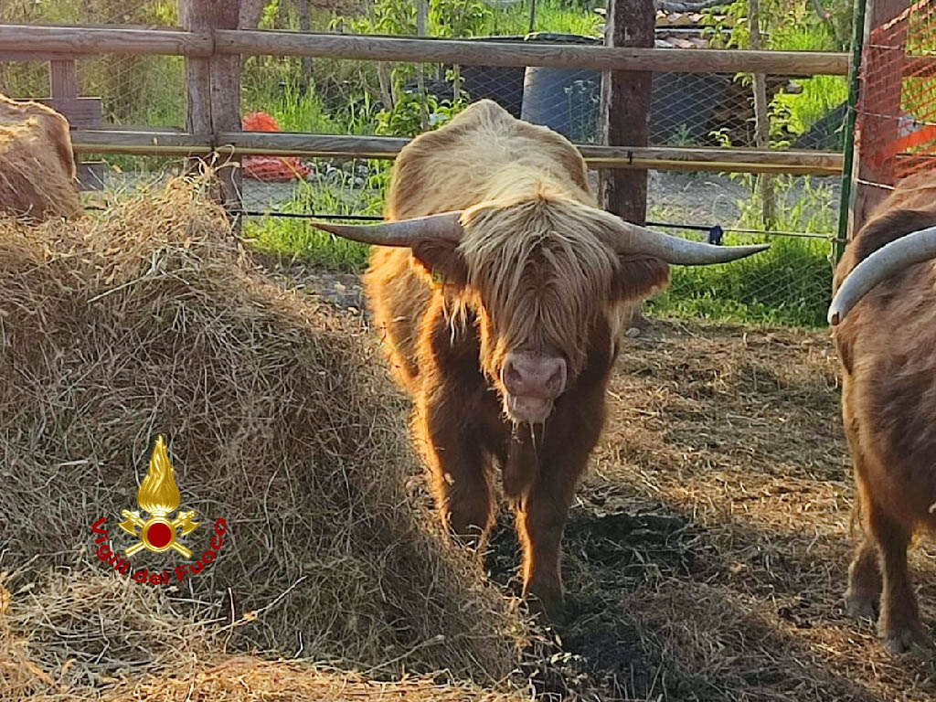 Toro Lazise vigili del fuoco (2)