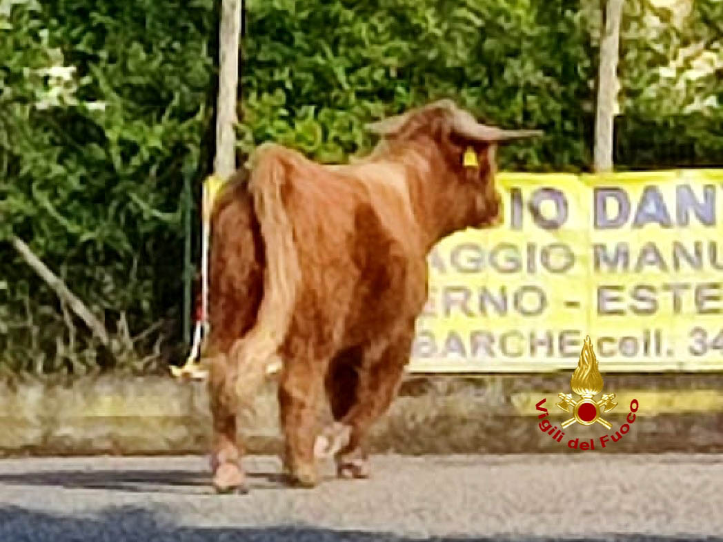 Toro Lazise vigili del fuoco (2)