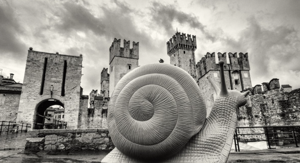 Cracking Art Oca Selvatica Kicco