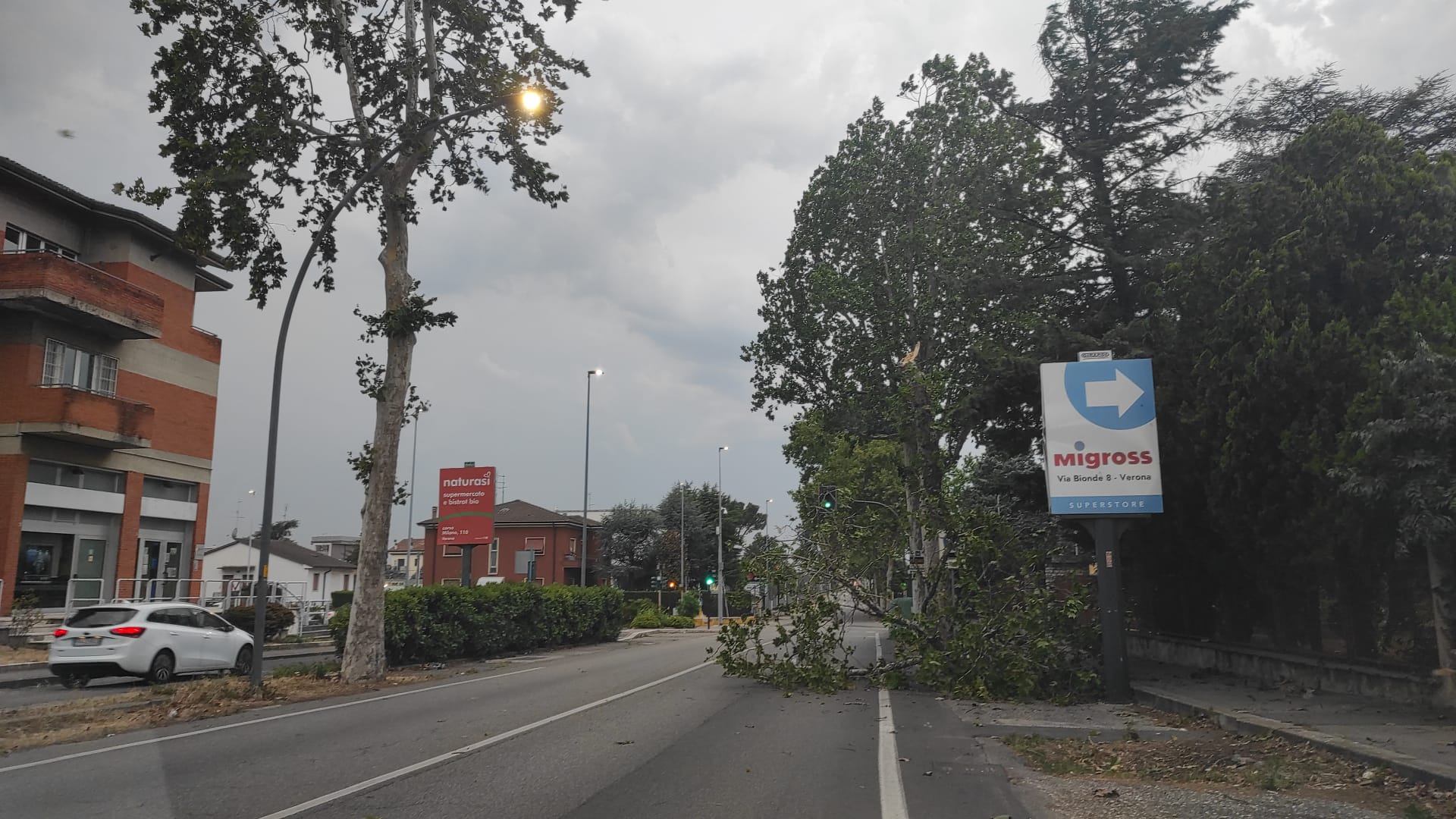 danni albero verona croce bianca