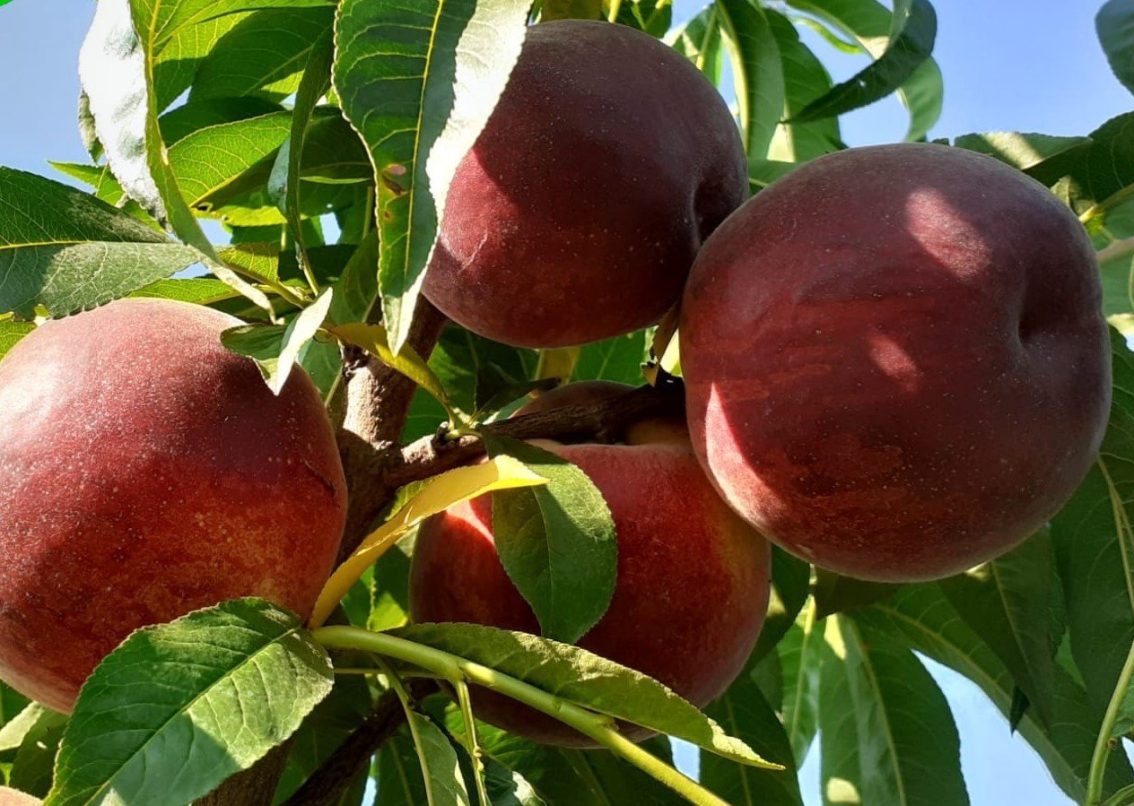 pesche alberi siccità