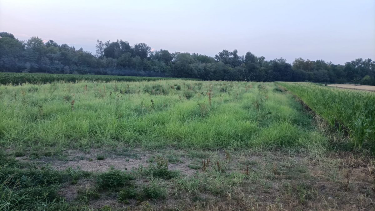 Bosco Buri Riforestazione