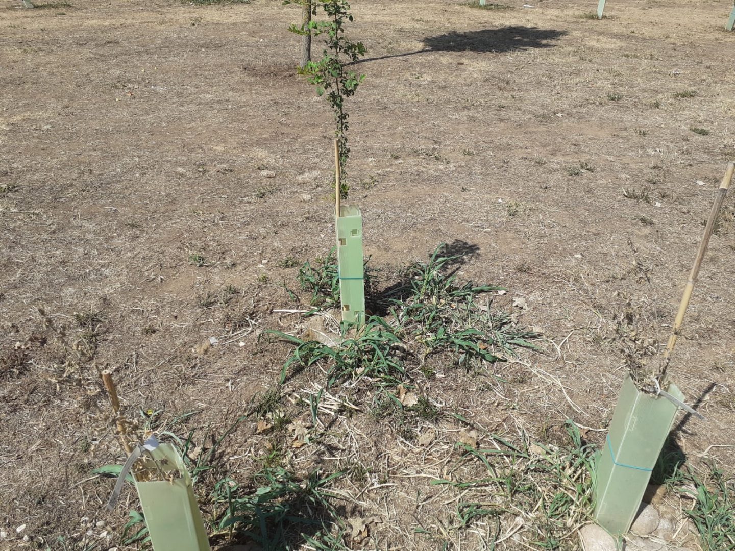 Fondo Frugose Riforestazione