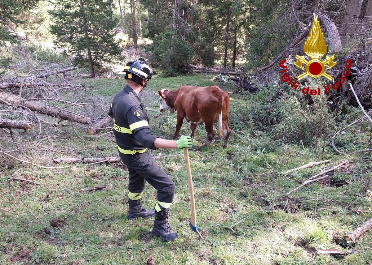 Mucca incastrata tra gli alberi