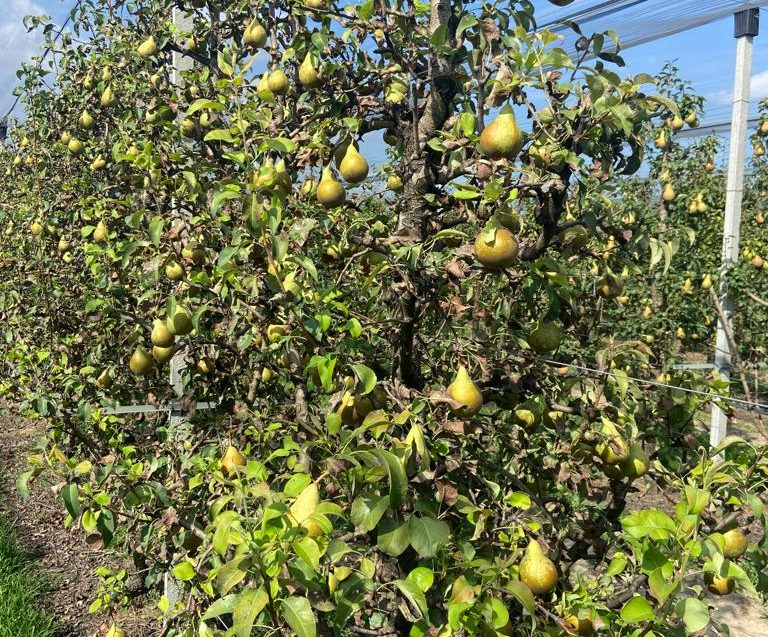 Pere Conference con effetto brusone