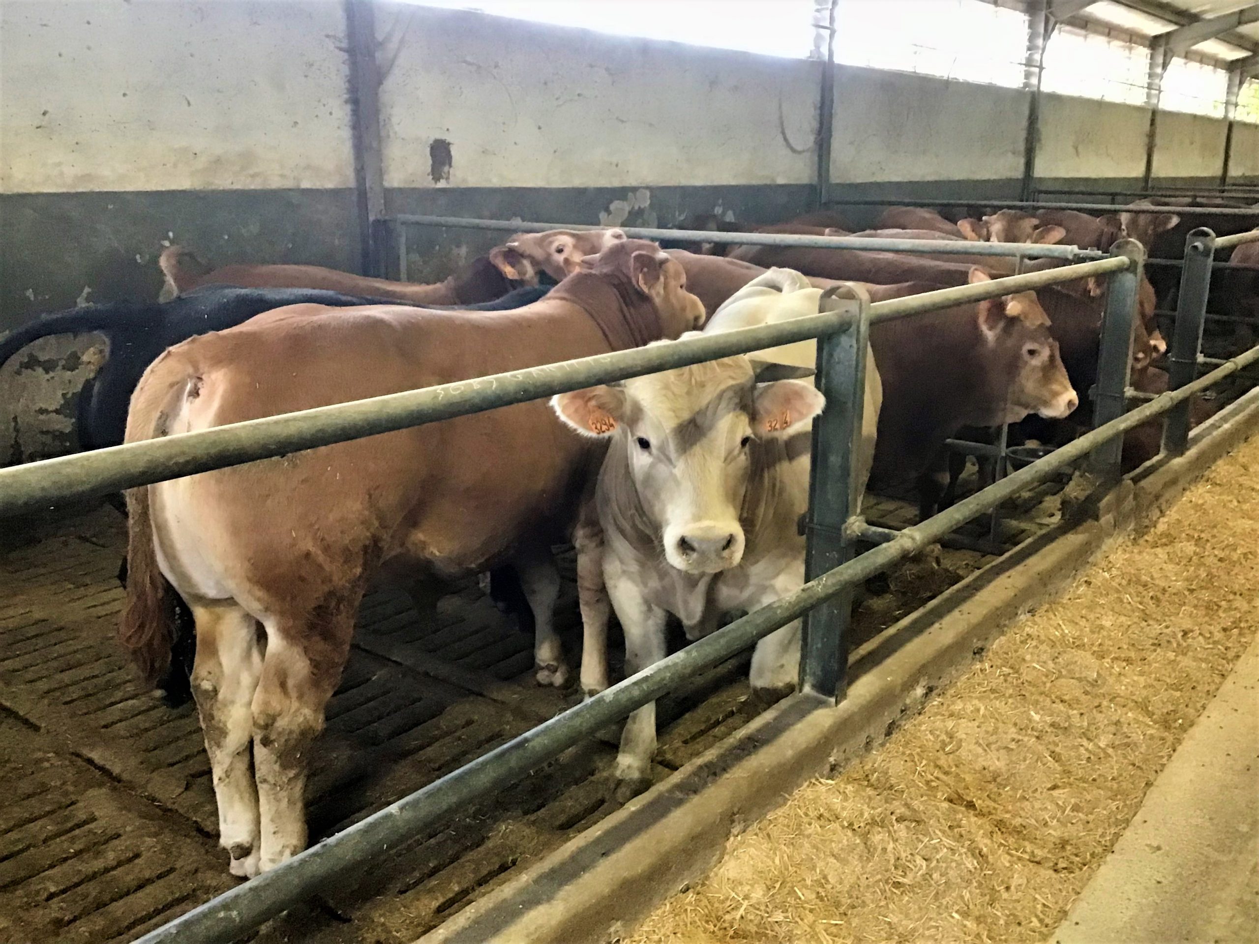 Caro prezzi allevamento bovini Veneto