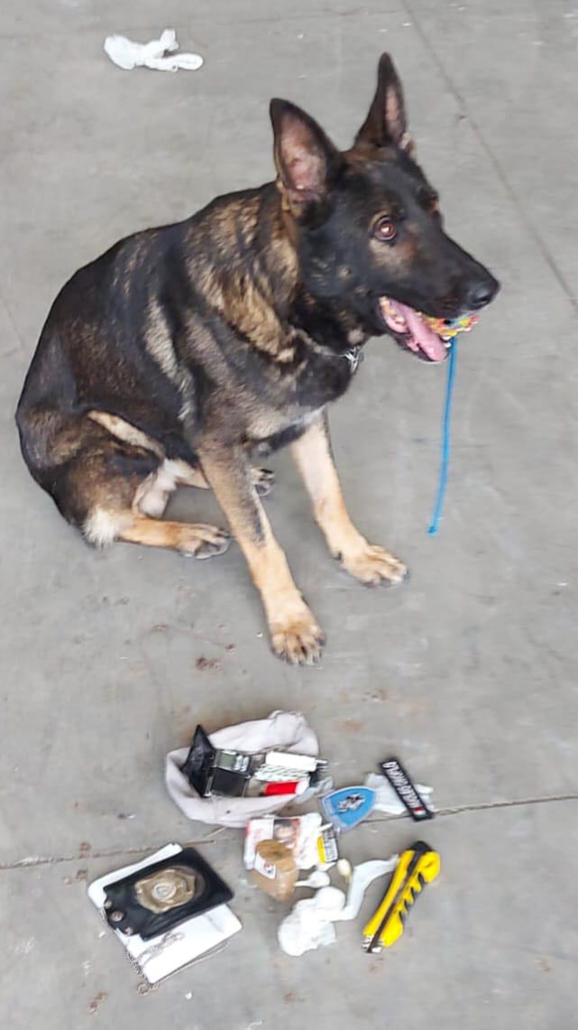 Il cane dell'unità cinofila Pico recupera droga agli ex magazzini ferroviari. 15 ottobre 2022