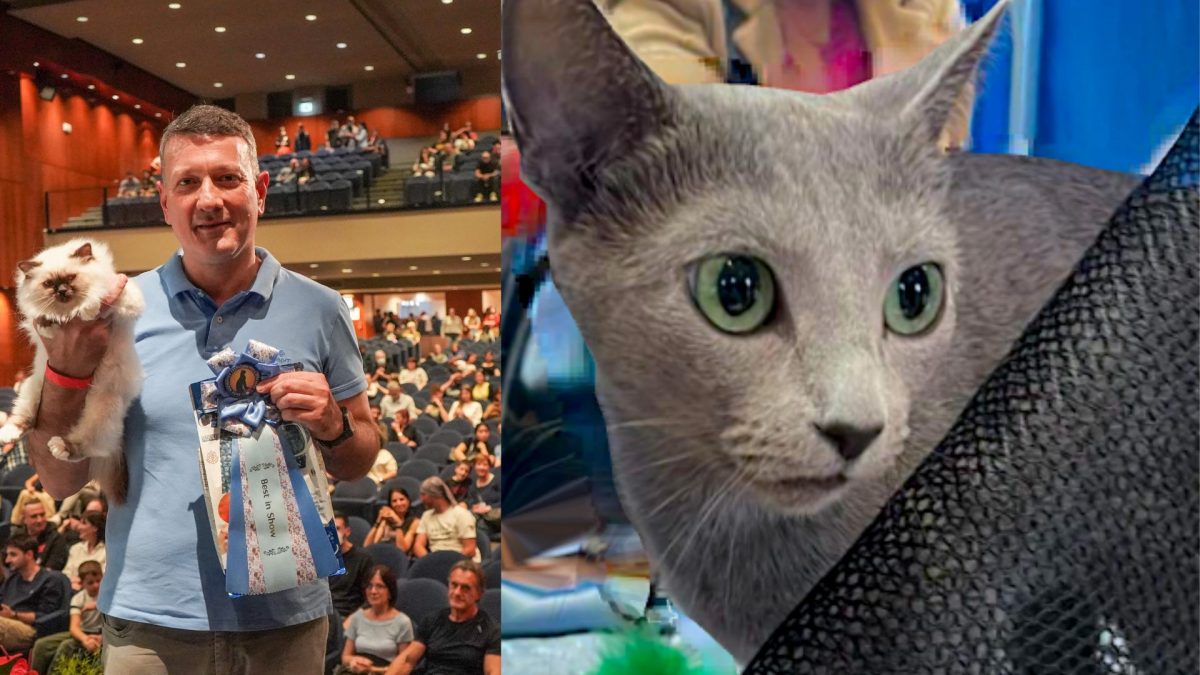 Gatti più belli del mondo