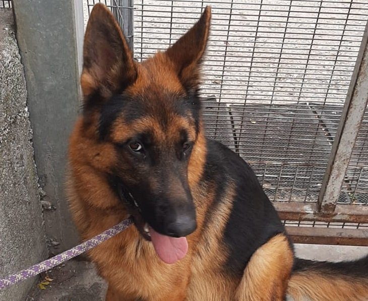 pastore tedesco verona