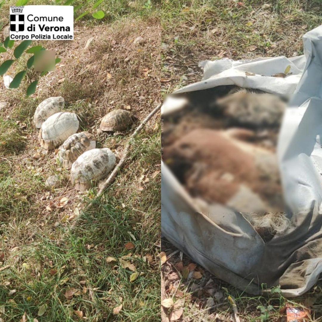 polizia locale la rizza verona capra