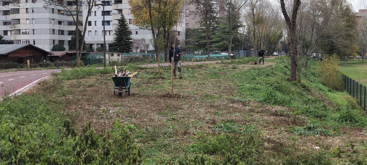 Saval Progetto Zampe Verdi alberi animali