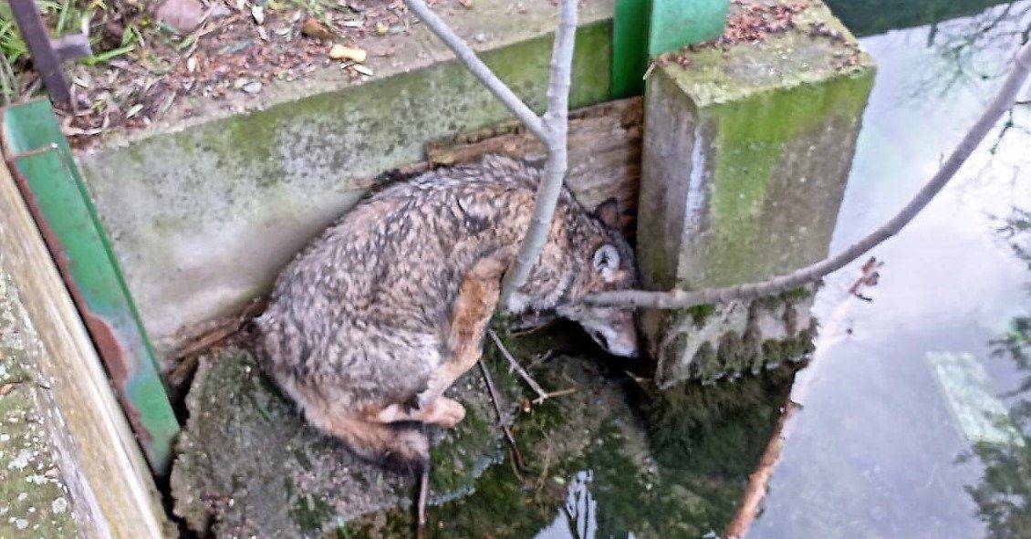 Il lupo recuperato a Montorio