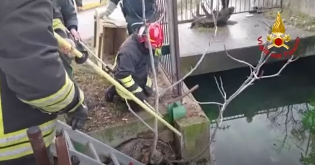 Il recupero del lupo a Montorio