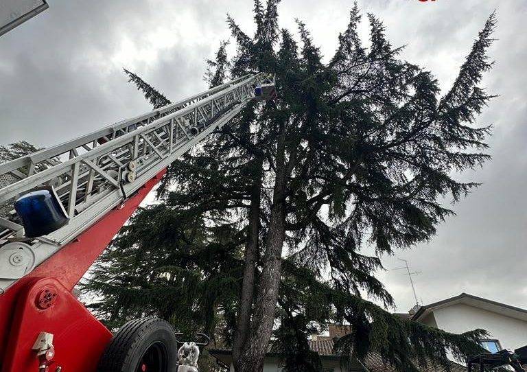 Vigili del fuoco recupero gatto