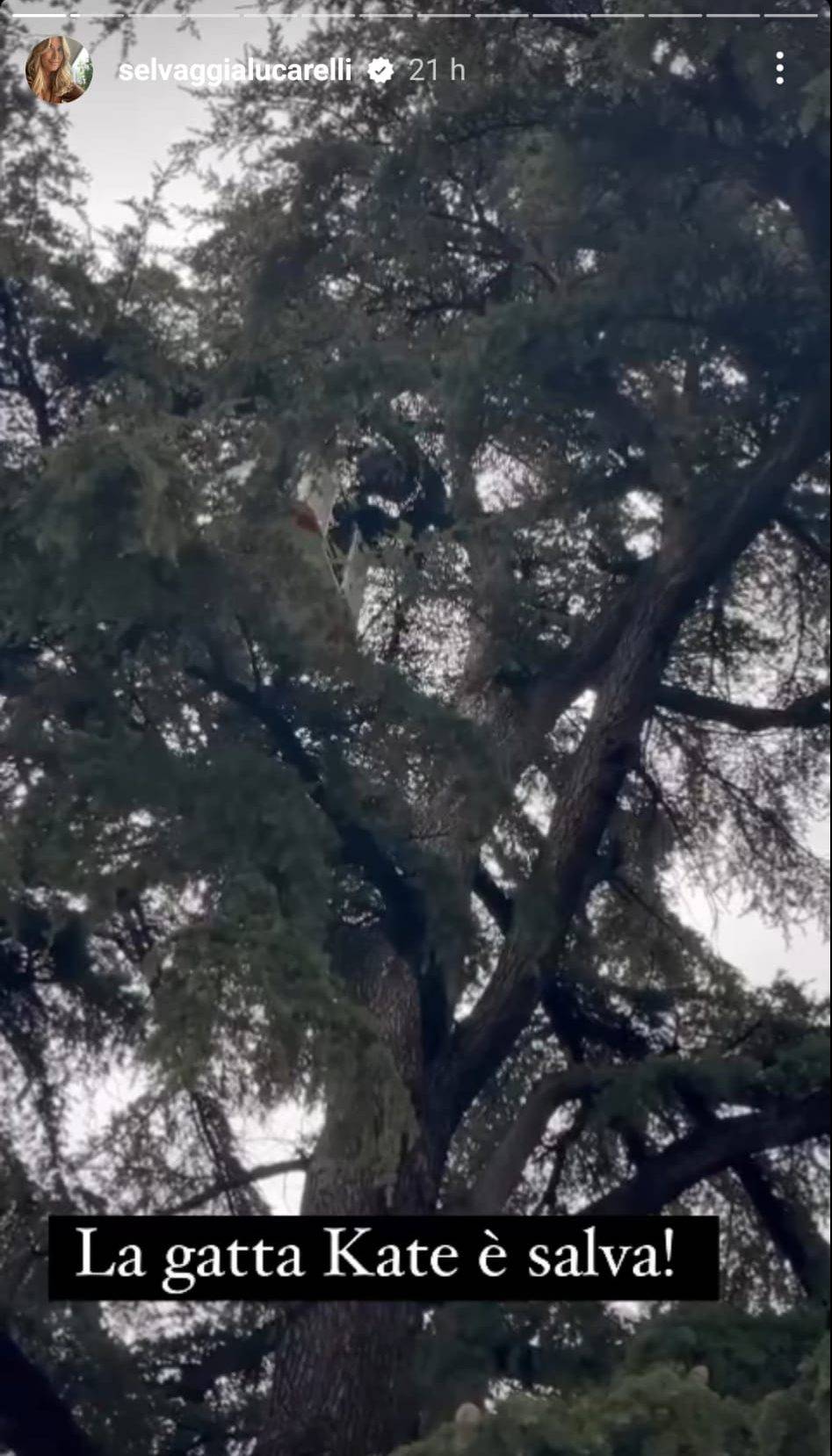 Gatto salvato Lugagnano