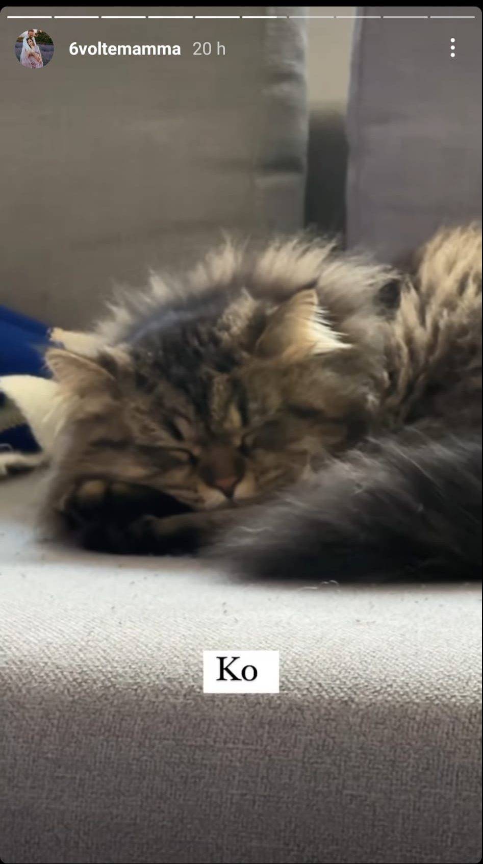 Gatto salvato Lugagnano