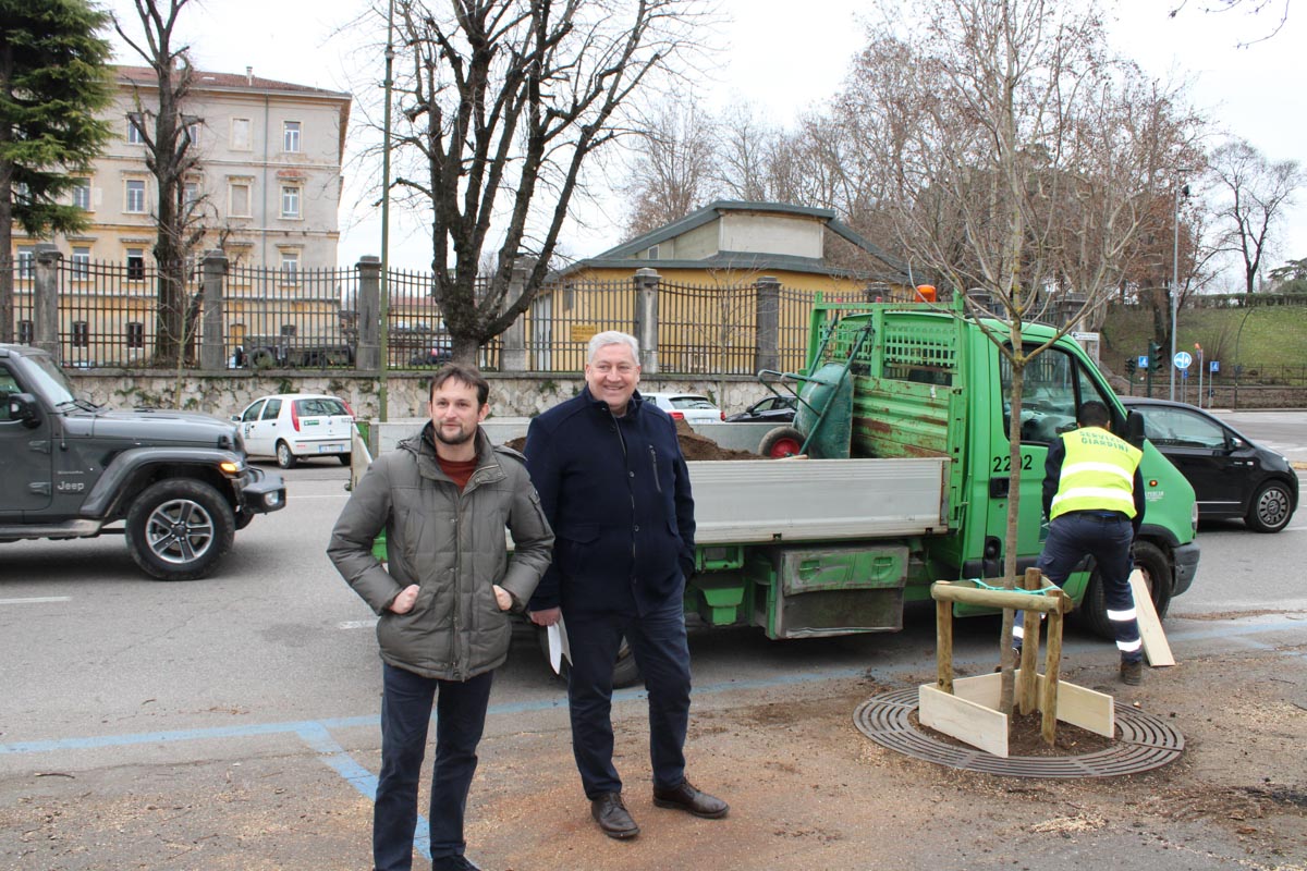 Alberi Porta Palio - Benini Tacchella Amia
