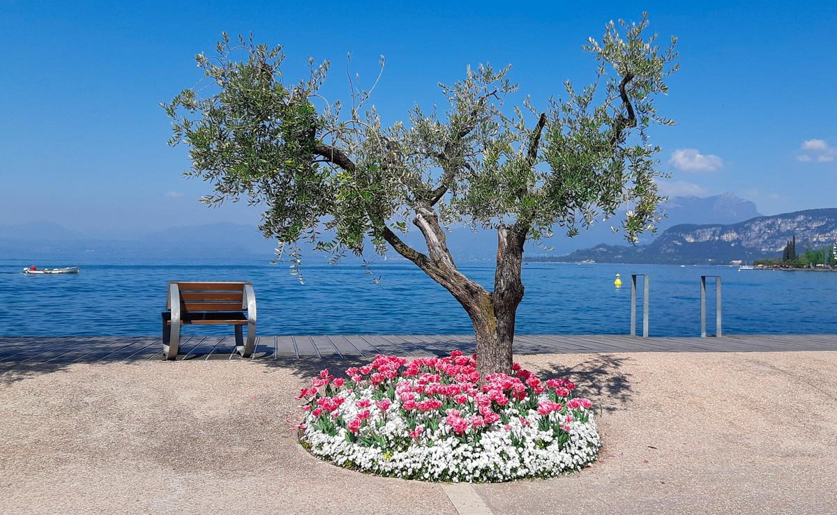 Bardolino - tulipani-tulipanomania - Foto Elisabetta Gabaldo