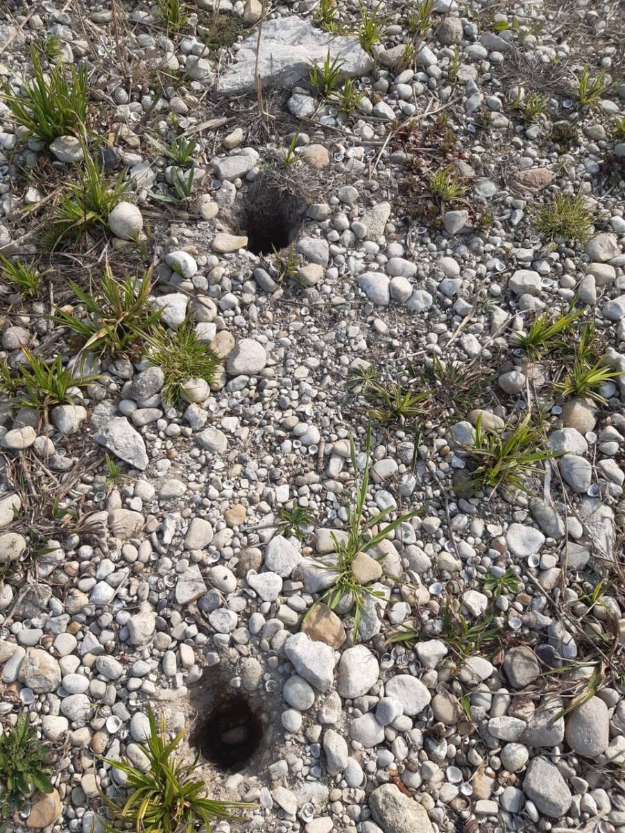 Lazise canneto distrutto