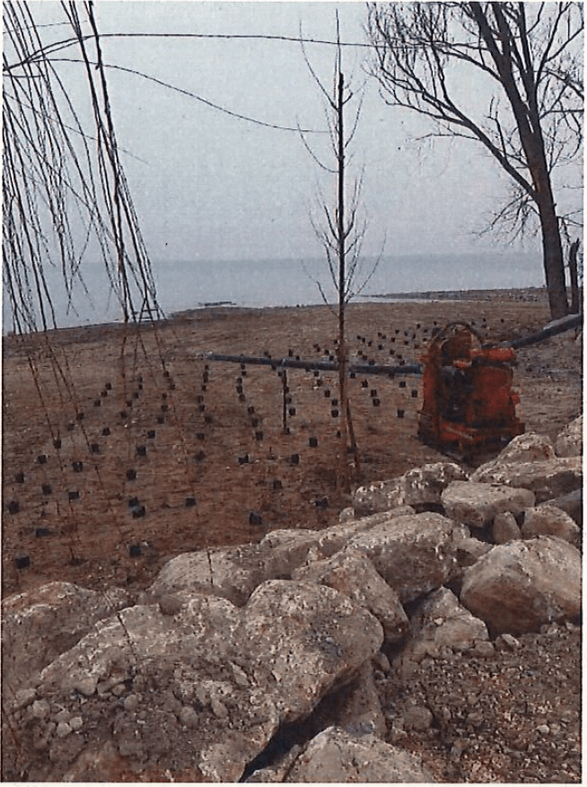 Lazise canneto distrutto