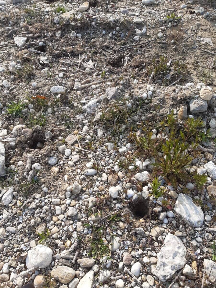 Lazise canneto distrutto