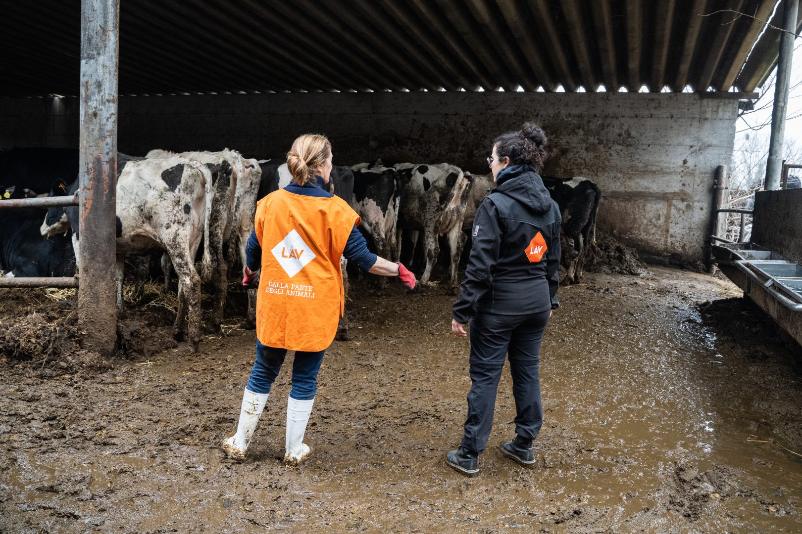 Mucche salvate LAV