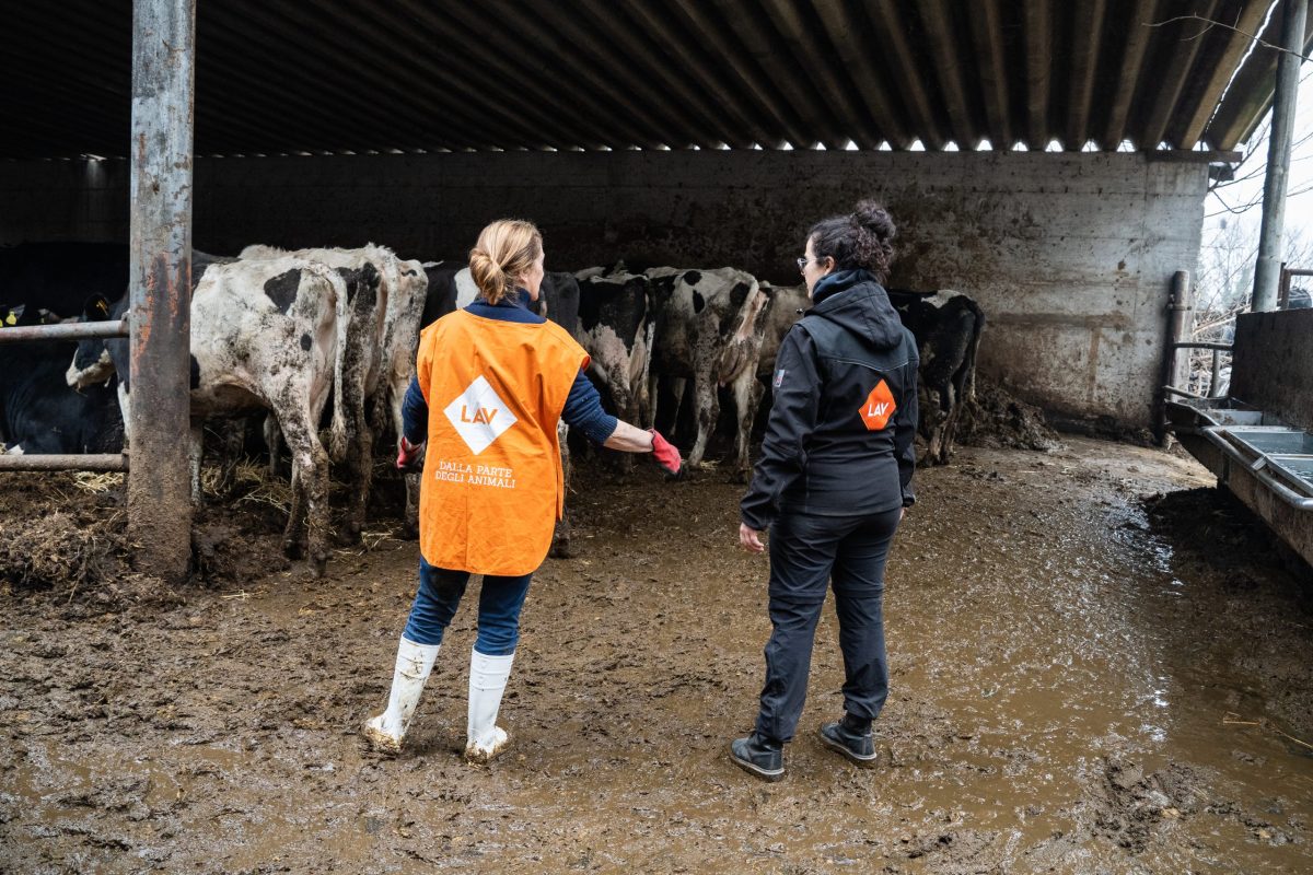 Mucche salvate LAV