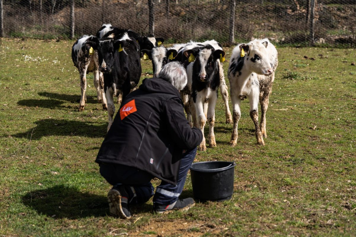 Mucche salvate LAV