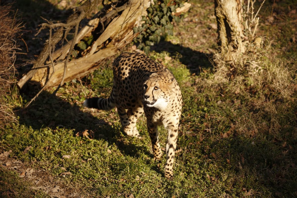Ghepardo Parco Natura Viva
