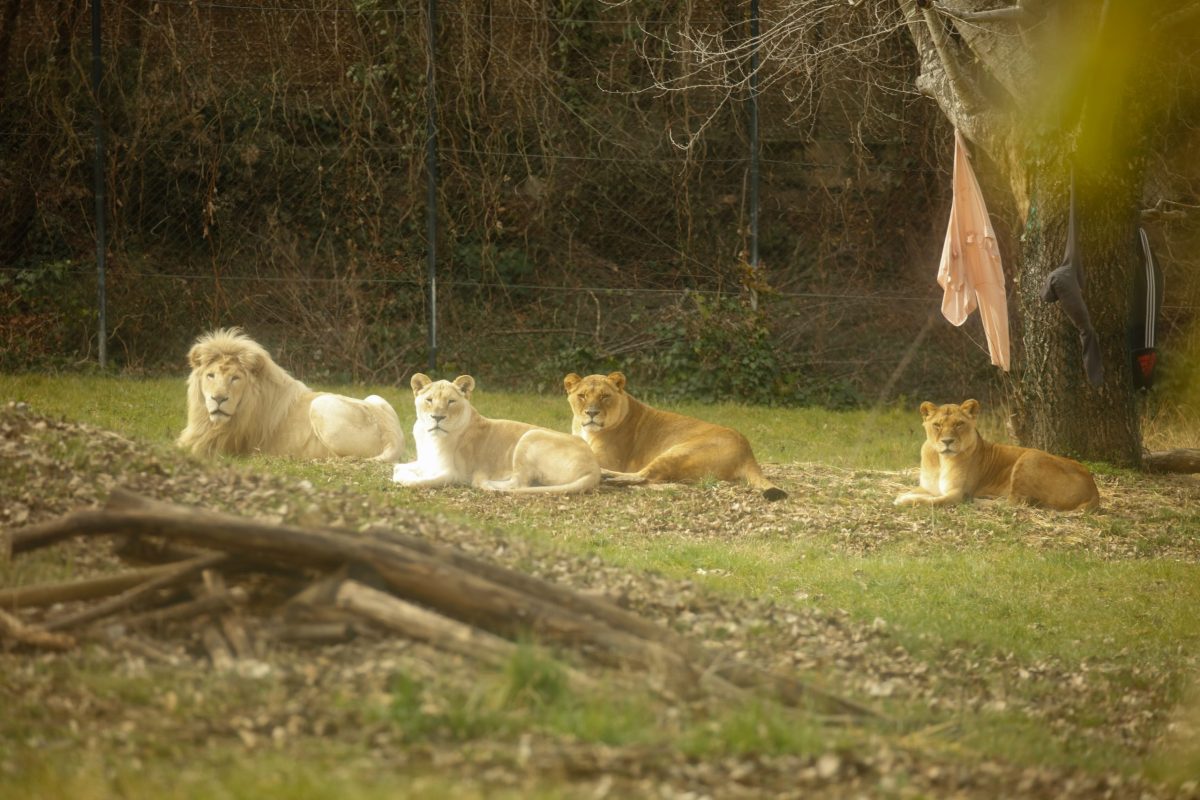 Leone Madiba Parco Natura Viva leonesse