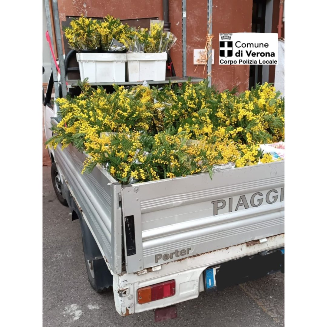 Polizia Locale Verona - mimose 8 marzo 2023