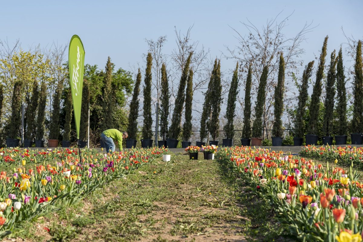 Tulipani Bussolengo Flover Edizione 2022 (1)