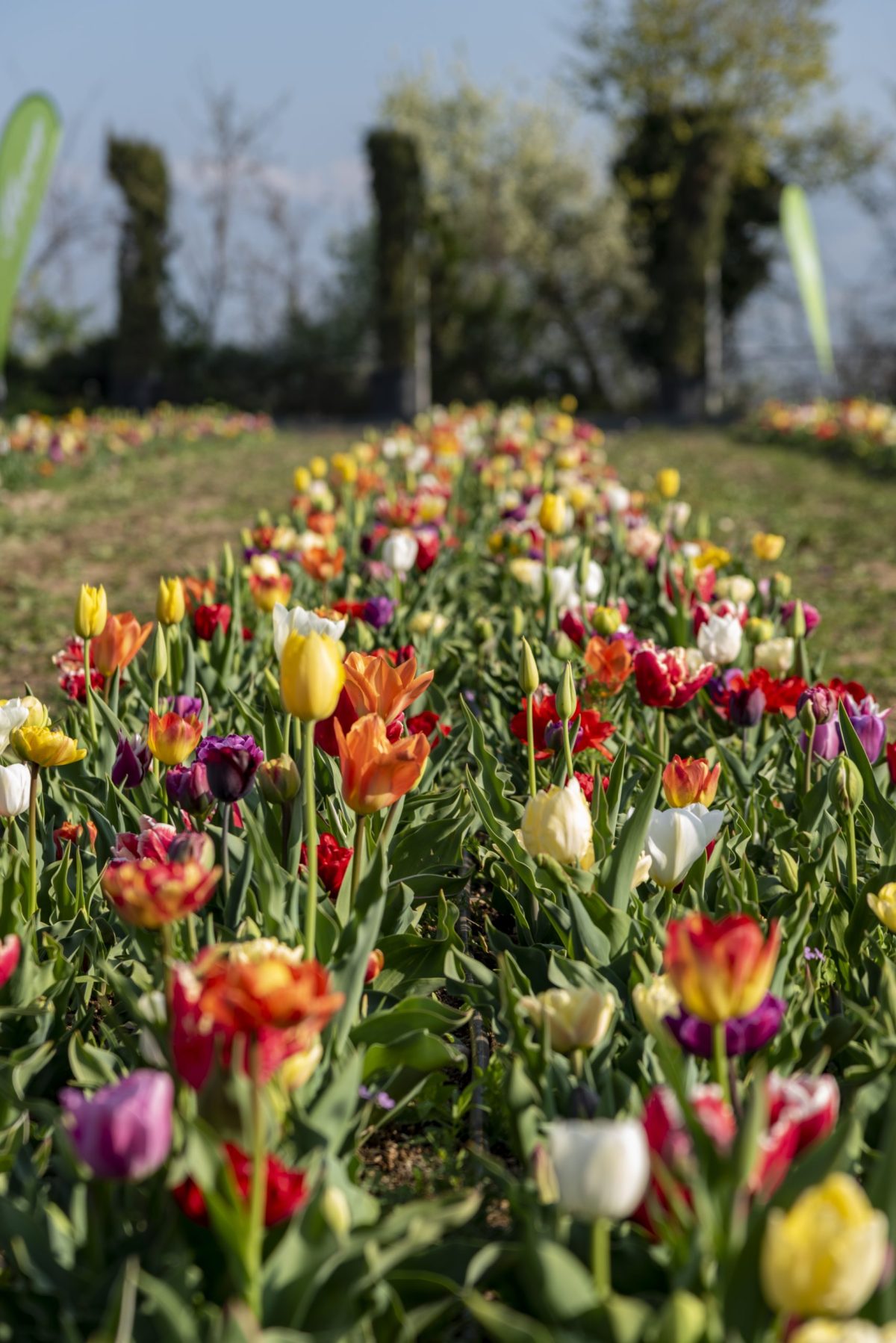 Tulipani Bussolengo Flover Edizione 2022 (1)